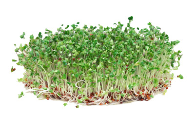 绿豆芽高清PNG透明图片-植物装饰元素设计素材免费下载