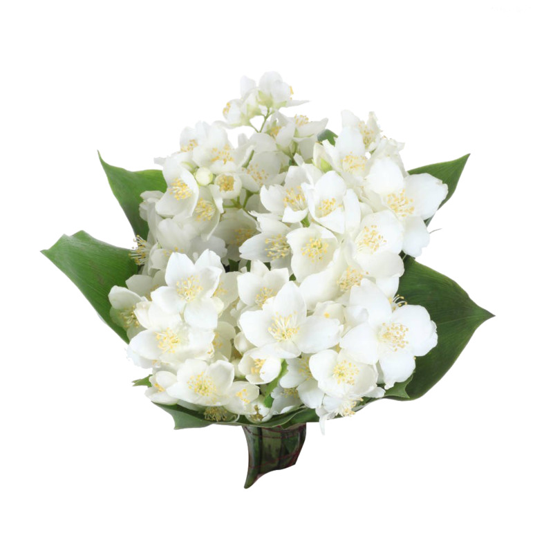 茉莉花束高清PNG透明植物装饰设计素材免费下载