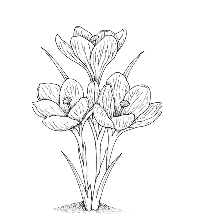 水仙花简笔画高清PNG透明装饰素材免费下载