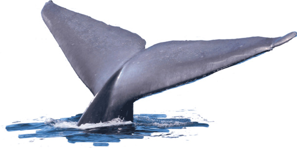 高清创意鲸鱼尾巴PNG透明图-动物装饰元素设计素材免费下载