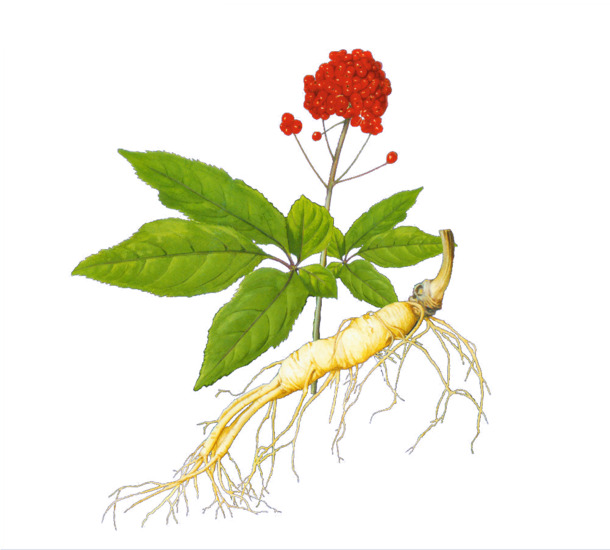 人参高清PNG透明植物装饰元素设计素材免费下载