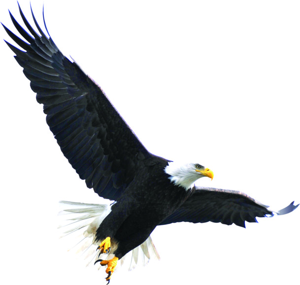 高清鹰击长空PNG透明动物装饰设计素材免费下载