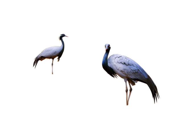 两只站立丹顶鹤高清PNG透明动物装饰图片设计素材免费下载