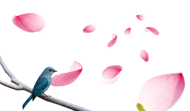 花和鸟高清PNG透明图片-情人节节日元素设计素材免费下载