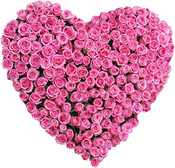 粉玫瑰高清PNG透明图片-情人节节日元素设计素材免费下载