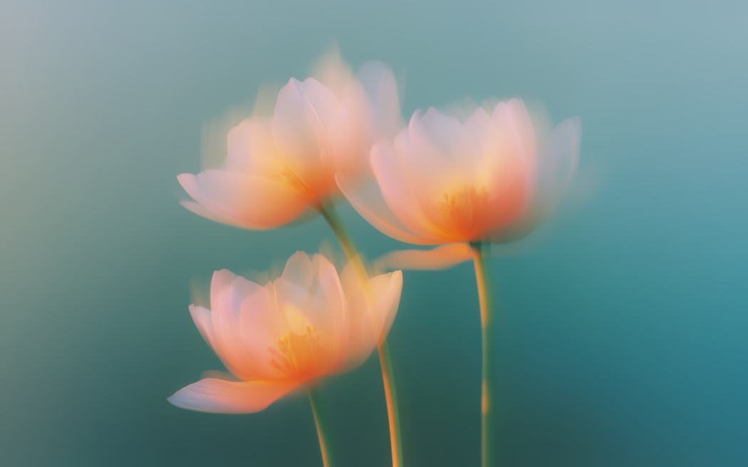 三朵梦里花唯美4K风景高清壁纸3840x2400免费下载