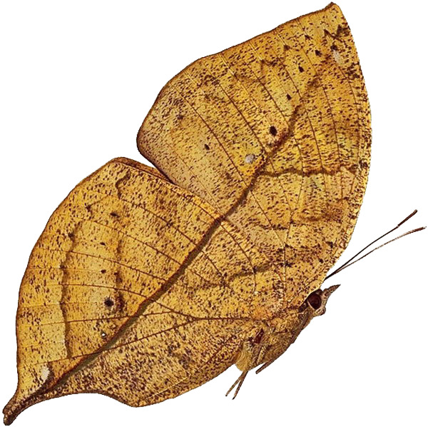 实物枯叶蝶高清PNG透明动植物设计素材免费下载