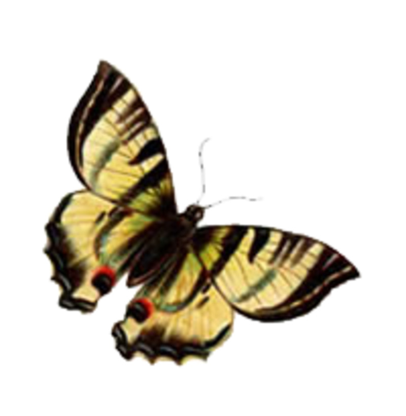 蝴蝶翅膀高清PNG透明动植物动物设计素材免费下载