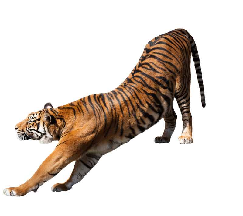 老虎高清PNG透明背景动植物动物设计素材免费下载