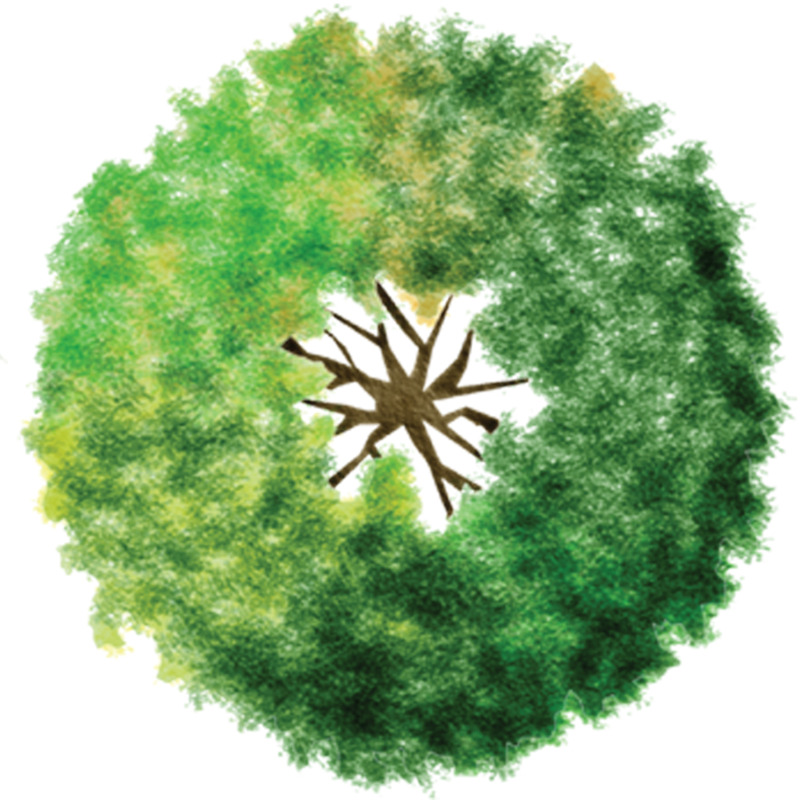 免费下载高清PNG水彩树俯视图平面树顶透明动植物设计素材