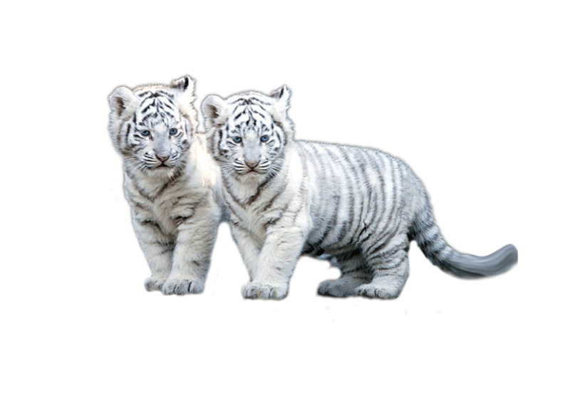 白虎高清PNG透明背景动植物动物设计素材免费下载