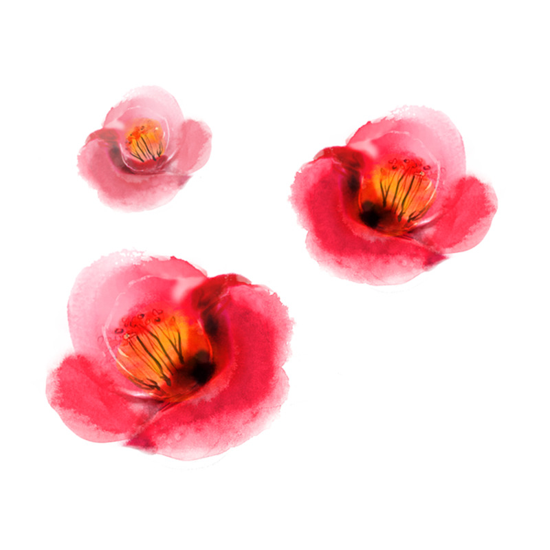 木棉花彩绘高清PNG透明动植物设计素材免费下载