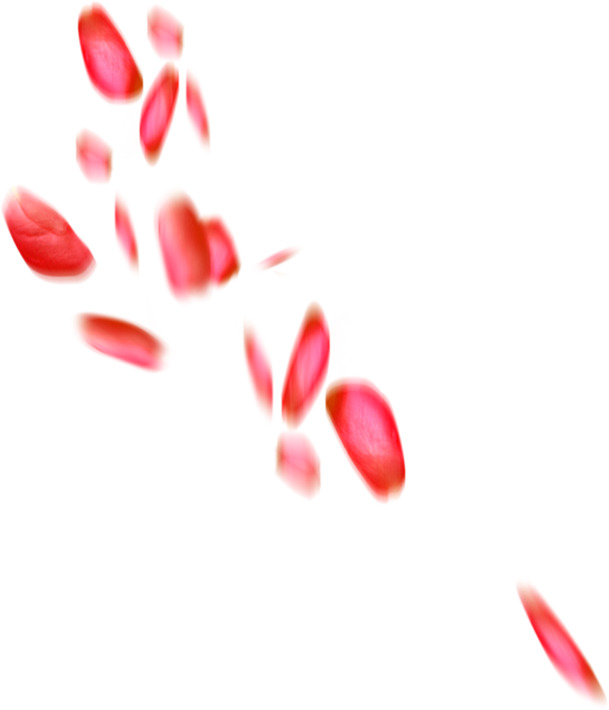 唯美花瓣地产设计素材高清PNG透明漂浮元素免费下载