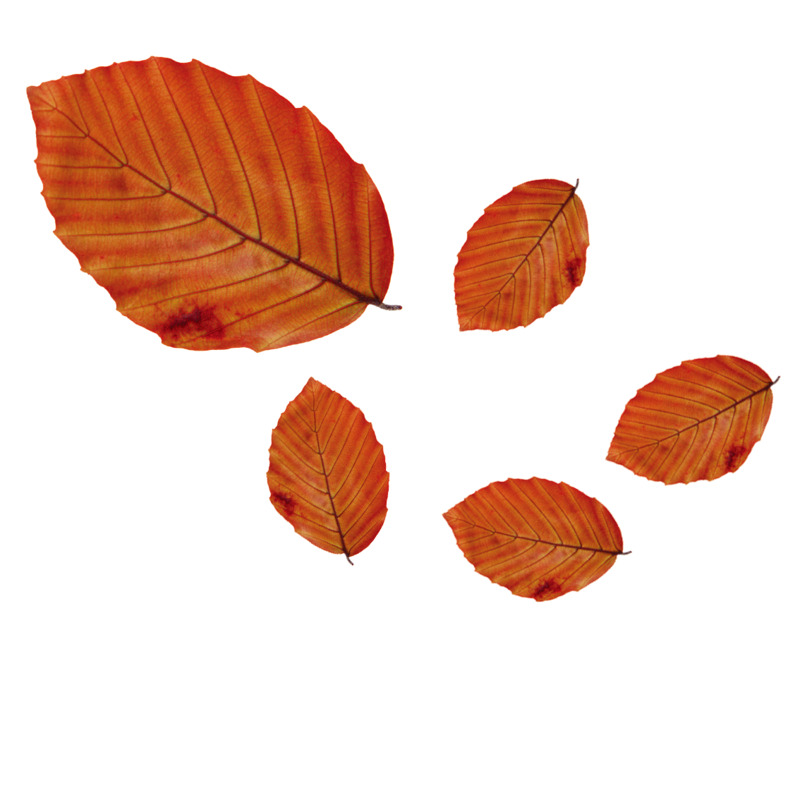 大的树叶高清PNG透明漂浮叶子设计素材免费下载
