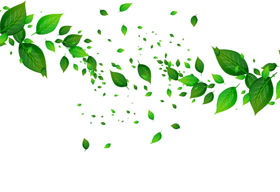 树叶高清PNG透明漂浮元素设计素材免费下载
