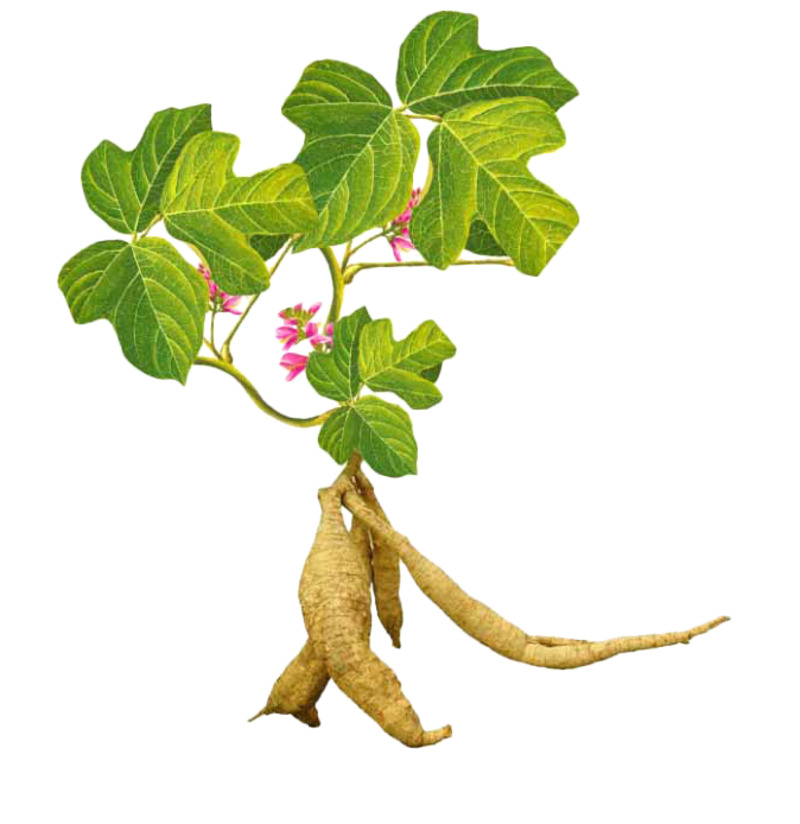 何首乌名贵中药材高清PNG透明图片-生活用品设计素材免费下载