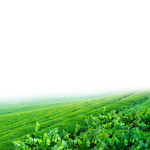 绿地高清PNG透明植物装饰元素设计素材免费下载