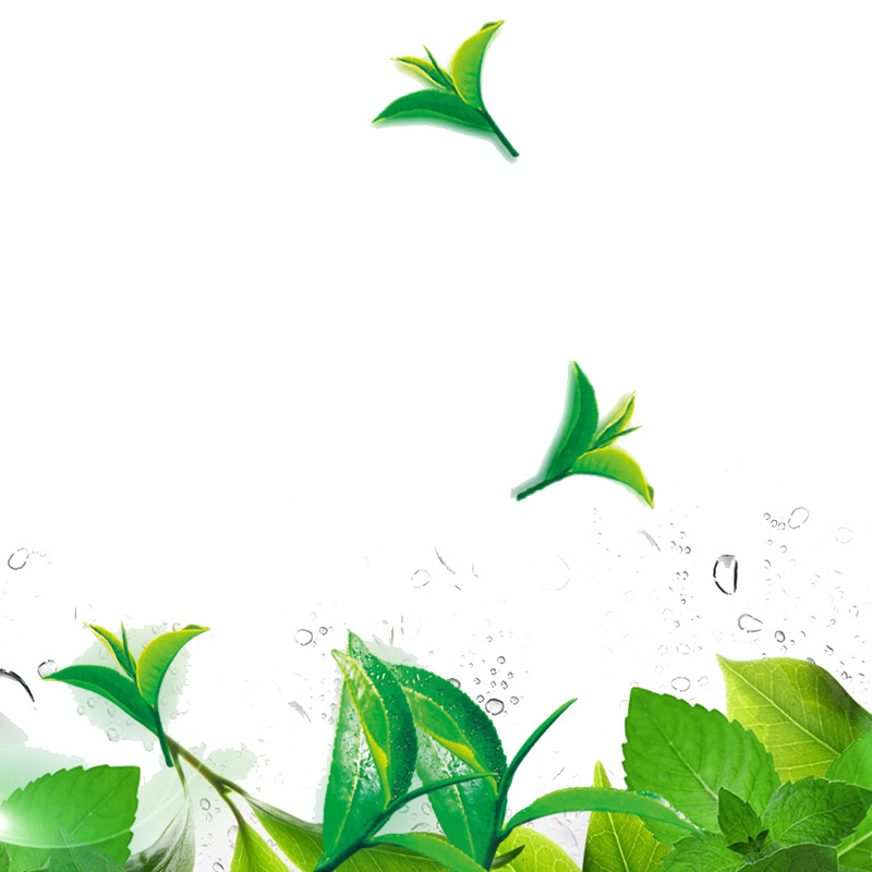 薄荷高清PNG透明植物装饰元素设计素材免费下载