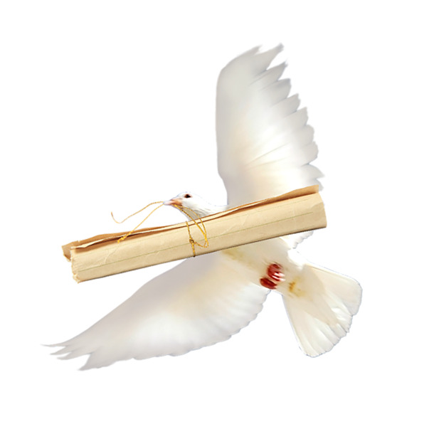 信鸽高清PNG透明图片-动物装饰元素设计素材免费下载