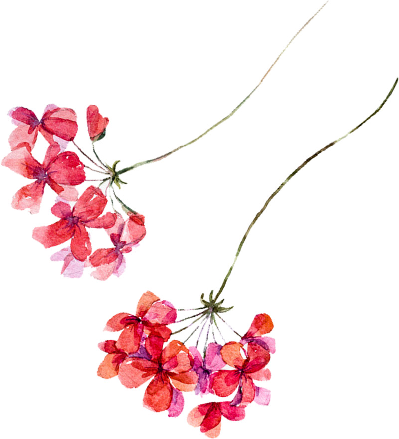 情人节海报设计素材，卡通花朵高清PNG透明图片免费下载