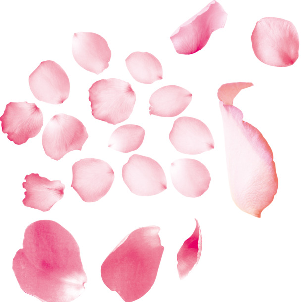 粉色玫瑰花瓣高清PNG透明图片-情人节节日元素设计素材免费下载