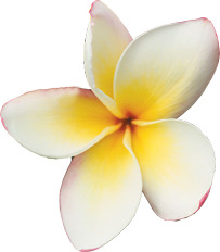 白色卡通可爱纯洁花朵端午节高清PNG透明图片设计素材免费下载