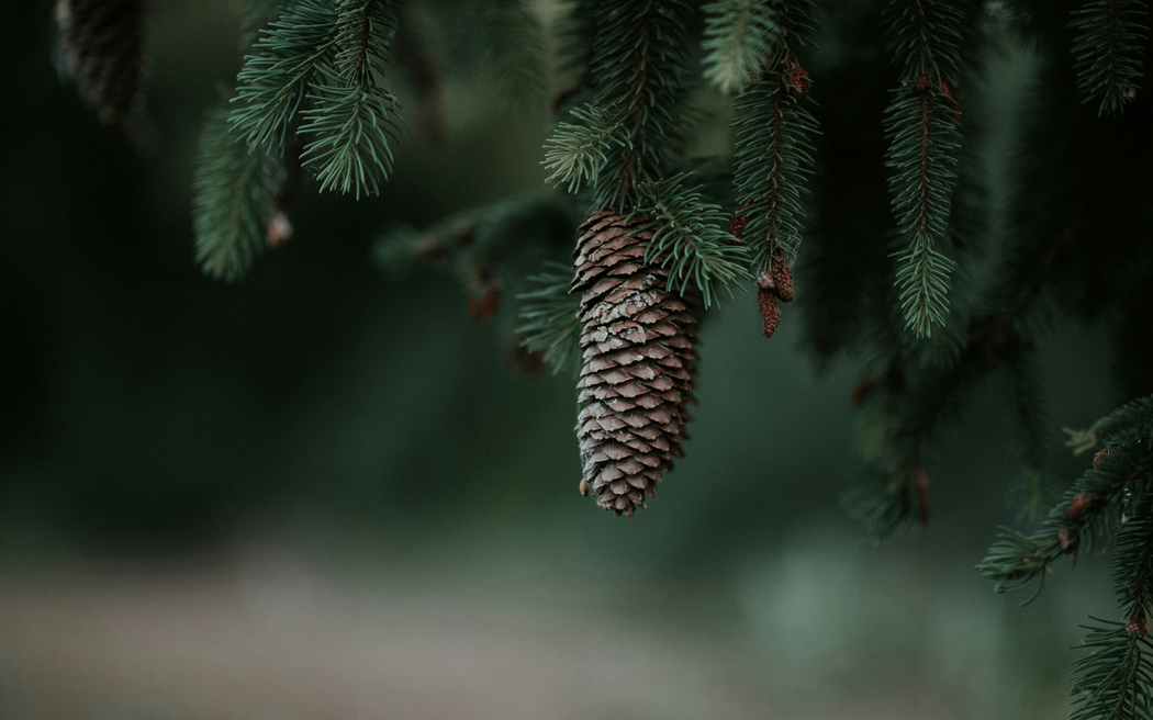 松树松果2880x1800高清护眼壁纸 免费下载