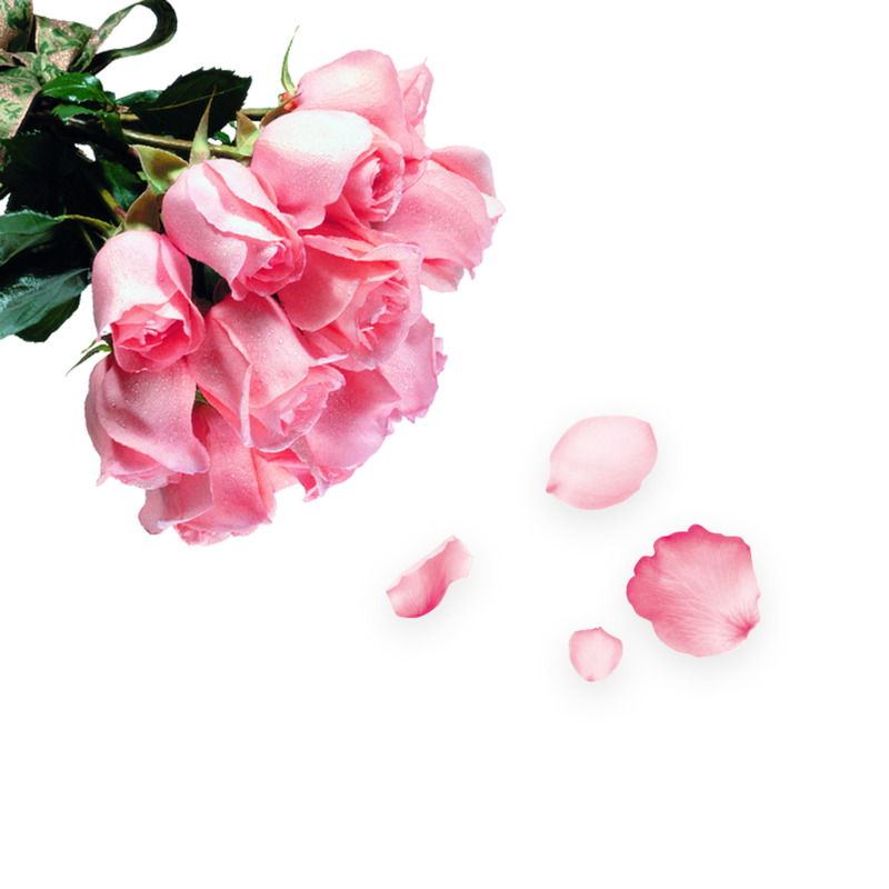 粉色玫瑰花高清PNG透明图片-情人节节日元素设计素材免费下载