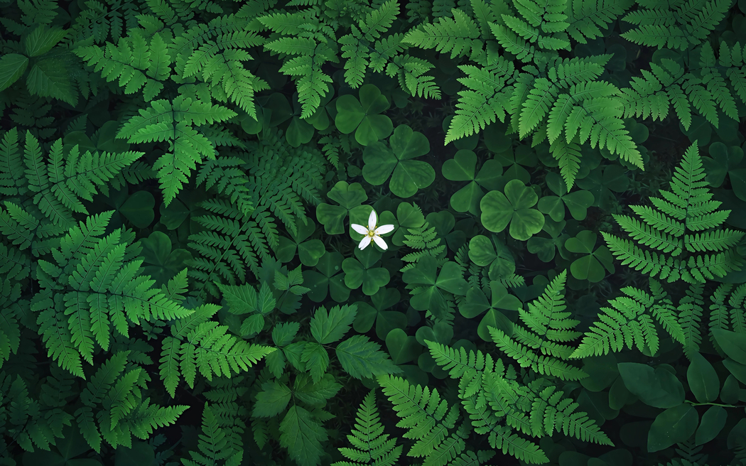 三叶草花蕨类植物护眼高清壁纸3200x2000免费下载
