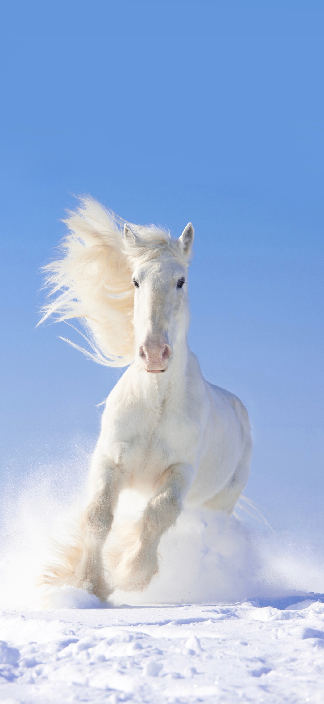 雪地奔跑白色骏马 5k高清4K手机壁纸2445x5312免费下载