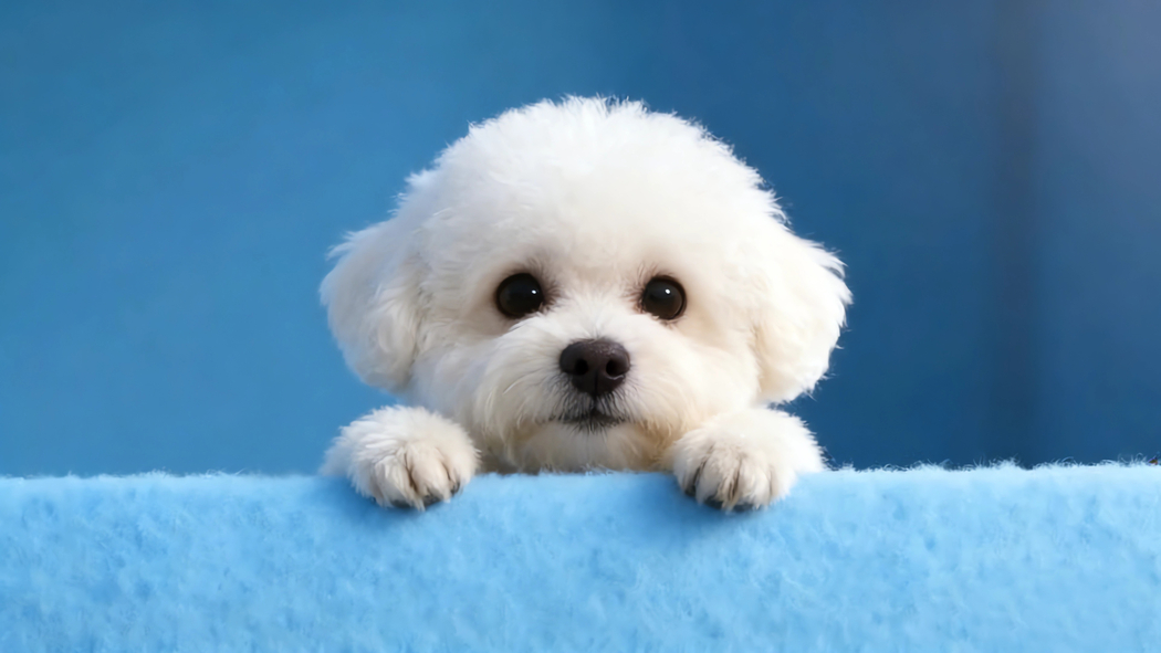 可爱小狗蓝色背景4K高清车机壁纸3840x2160 平板笔记本便携设备免费下载