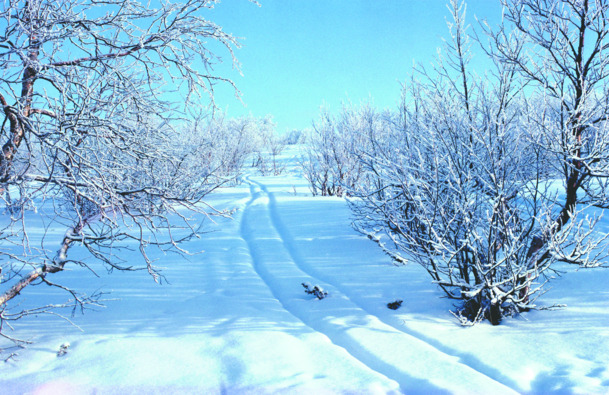 白色纯净公园大树高清PNG透明背景设计素材免费下载