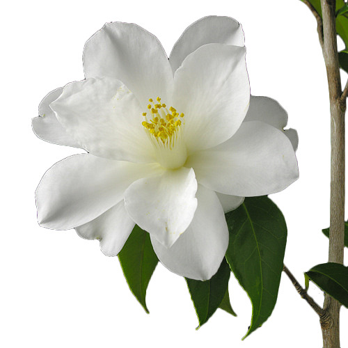 一朵山茶花高清PNG透明图片-动植物植物设计素材免费下载