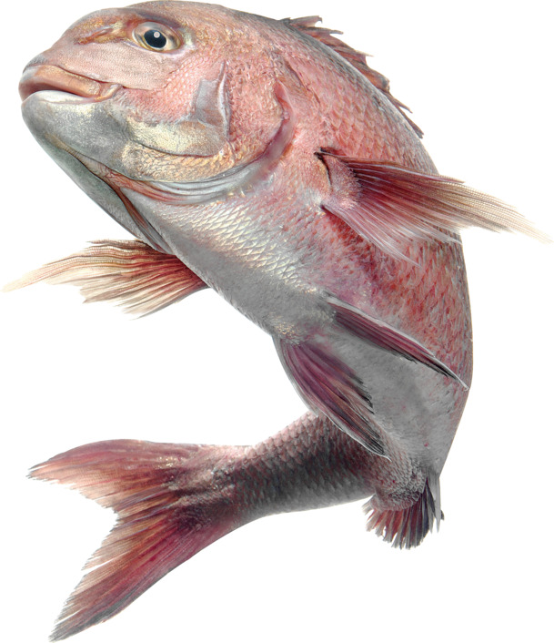 游动红色鲤鱼高清PNG透明动物设计素材免费下载