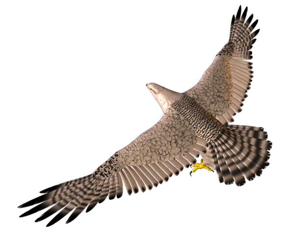 3D飞行鹰高清PNG透明图片-动植物动物设计素材免费下载