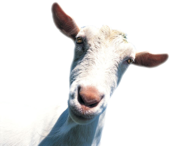 白色羊高清PNG透明动植物动物设计素材免费下载