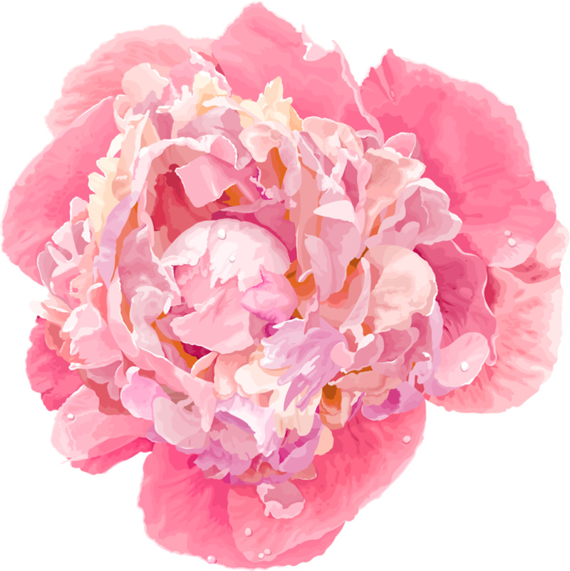 粉色芍药花高清PNG透明动植物设计素材免费下载