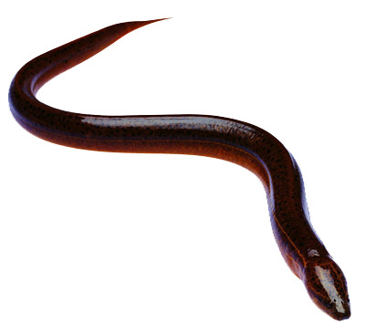 大鳝鱼高清PNG透明图片-动植物动物设计素材免费下载