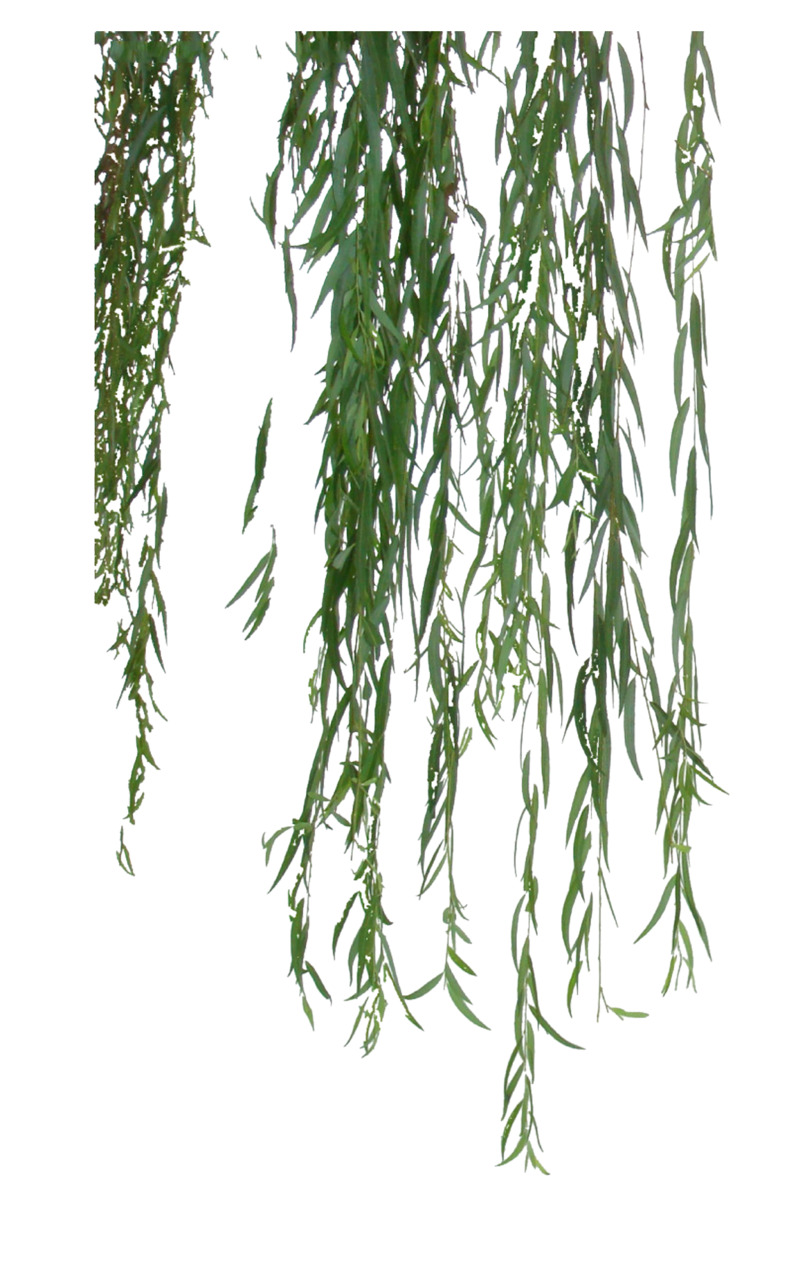 垂直柳絮特写高清PNG透明动植物设计素材免费下载