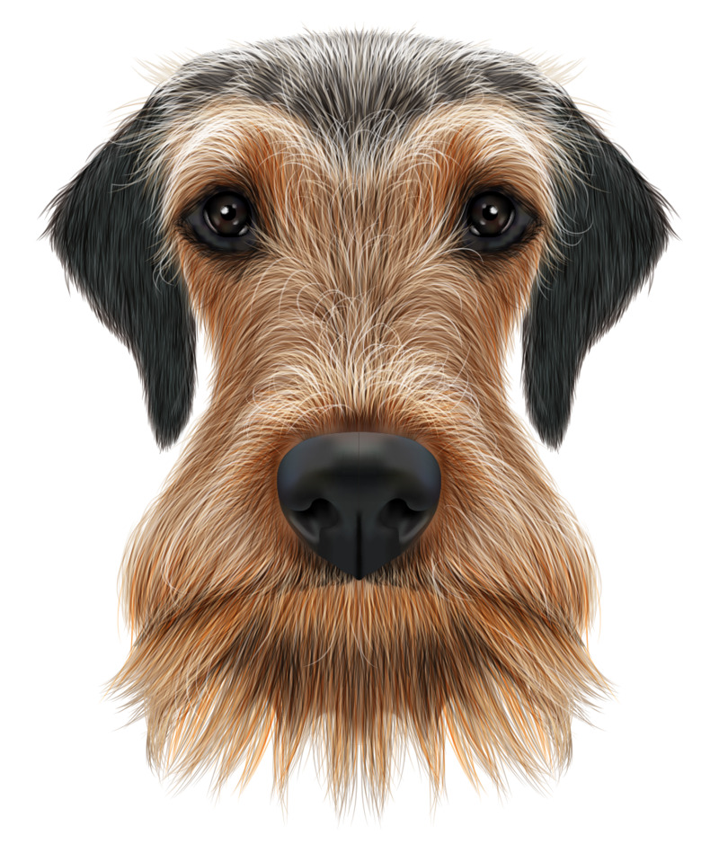 卡通手绘逼真精致矢量狗头高清PNG透明动物设计素材免费下载