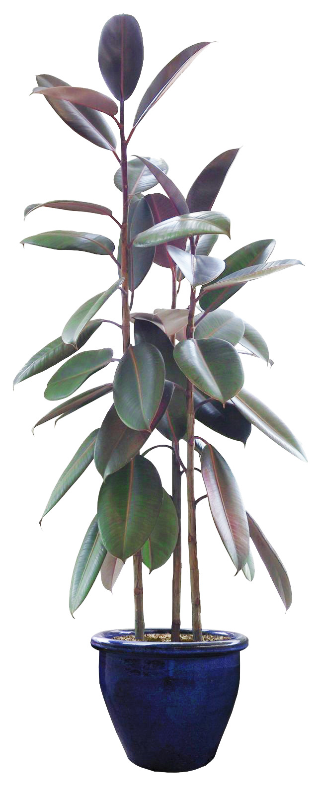 植物盆栽绿植高清PNG透明图片-免费设计素材下载