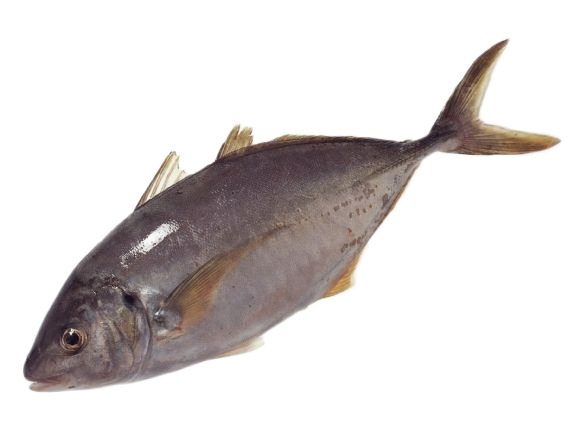 新鲜鱼高清PNG透明动物装饰设计素材免费下载