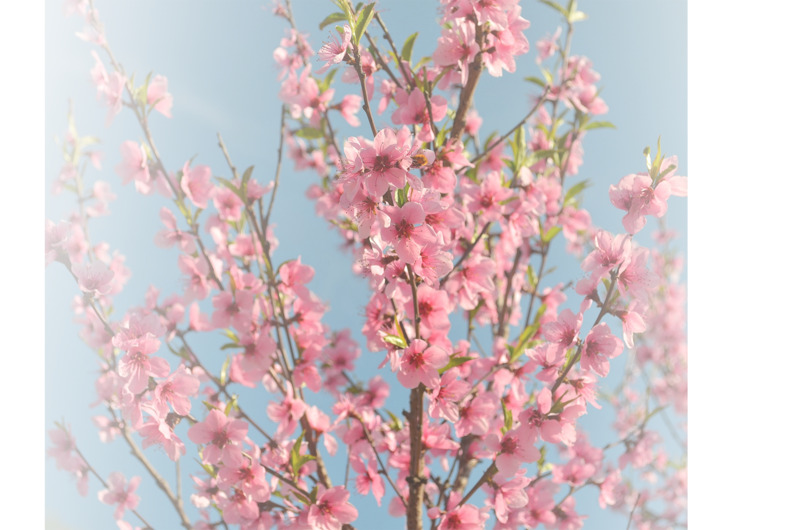 春天草地桃花梨花渐变透明元素 37张高清PNG与PSD设计素材免费下载