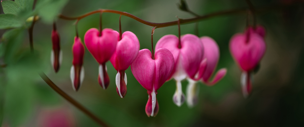 荷包牡丹4K高清风景带鱼屏壁纸3440x1440免费下载