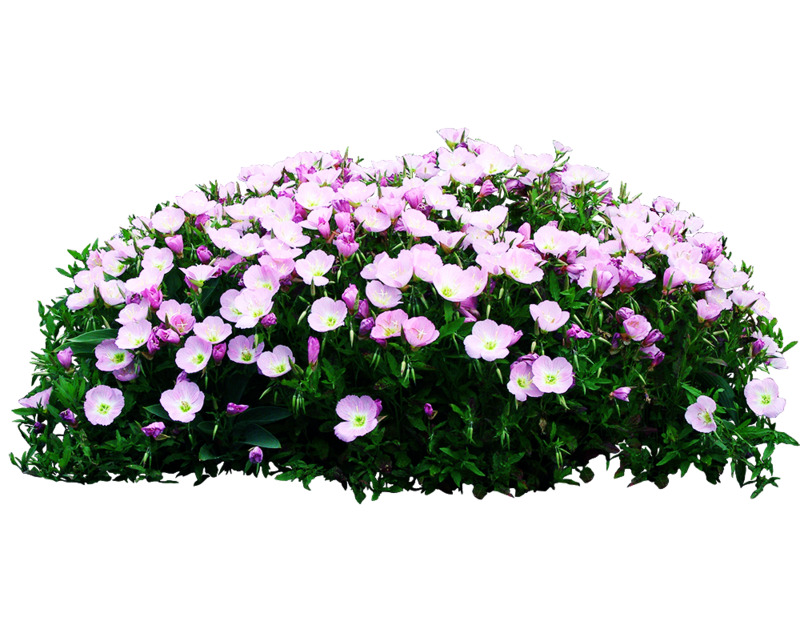 粉红色花丛高清PNG透明植物装饰元素设计素材免费下载