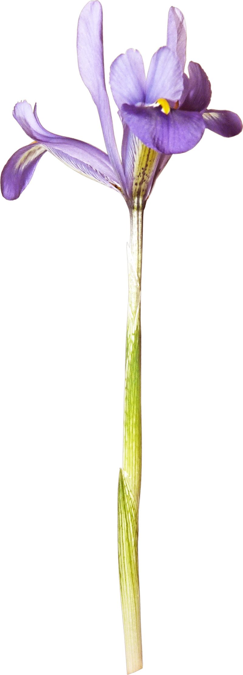 紫色鸢尾花高清PNG透明图片-动植物元素设计素材免费下载