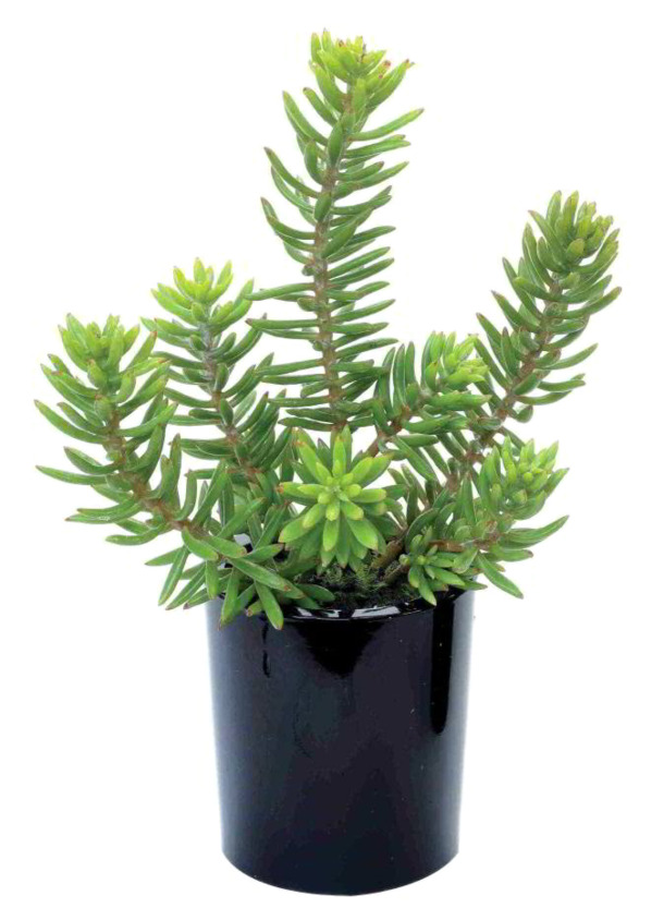 绿植多肉植物装饰高清PNG透明图片设计素材免费下载