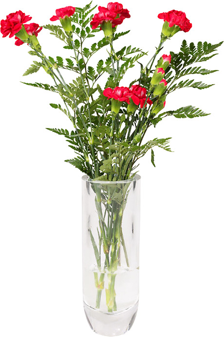 一束康乃馨高清PNG透明图片-动植物植物设计素材免费下载