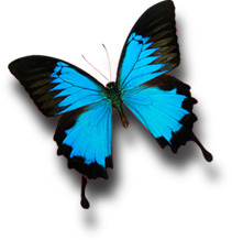 蓝色海报蝴蝶飞扬高清PNG透明动物装饰元素设计素材免费下载