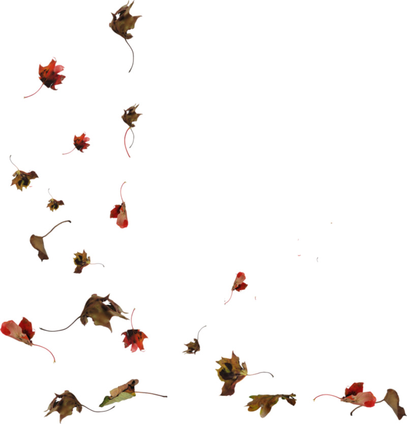 秋风落叶高清PNG透明漂浮叶子设计素材免费下载